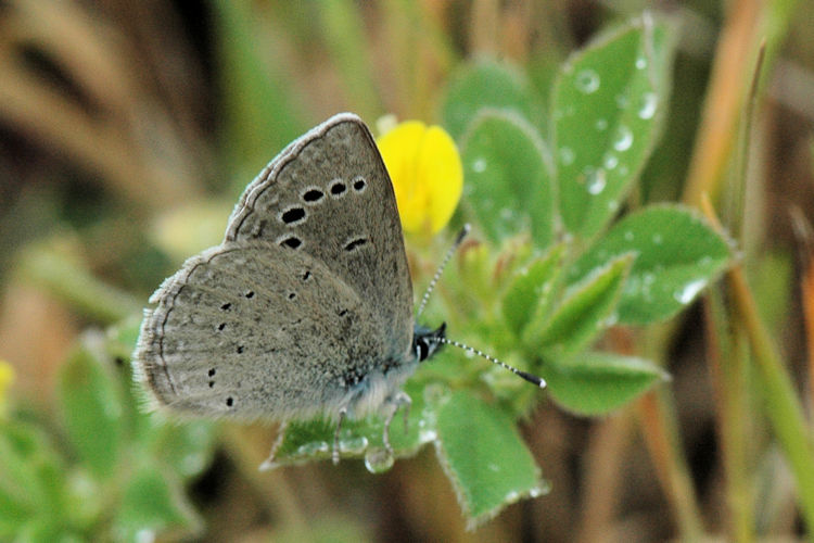 Glaucopsyche melanops: Bild 16