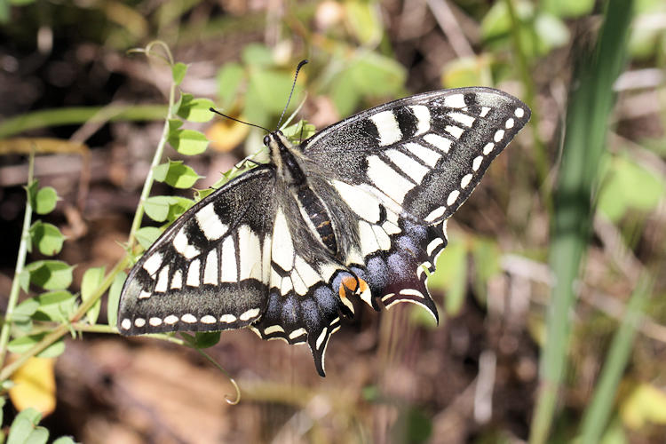 Papilio machaon sphyrus: Bild 5