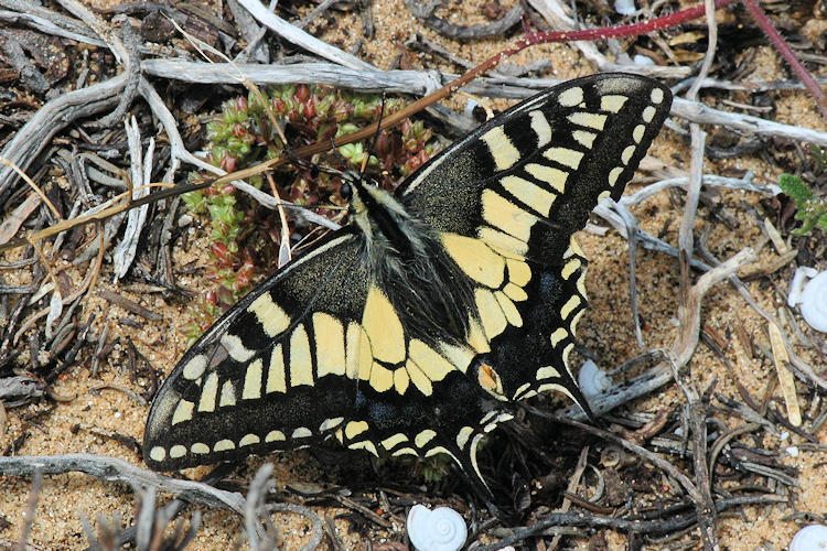 Papilio machaon sphyrus: Bild 3