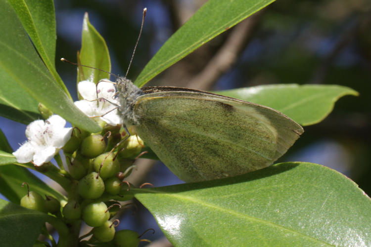 Pieris brassicae: Bild 26