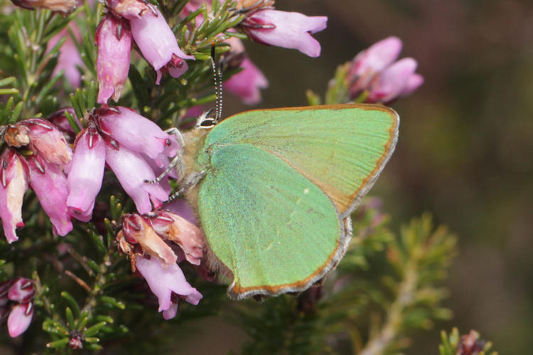 Callophrys rubi: Bild 6