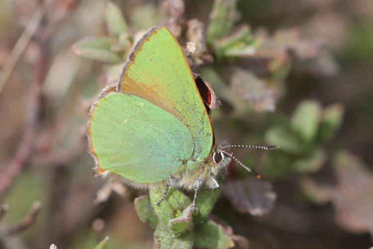 Callophrys rubi: Bild 2