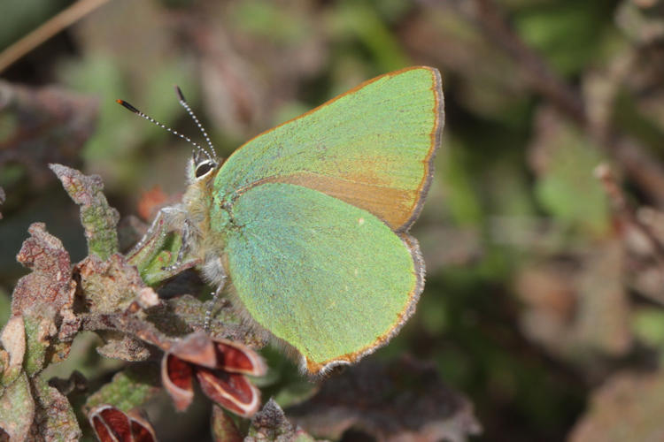 Callophrys rubi: Bild 1