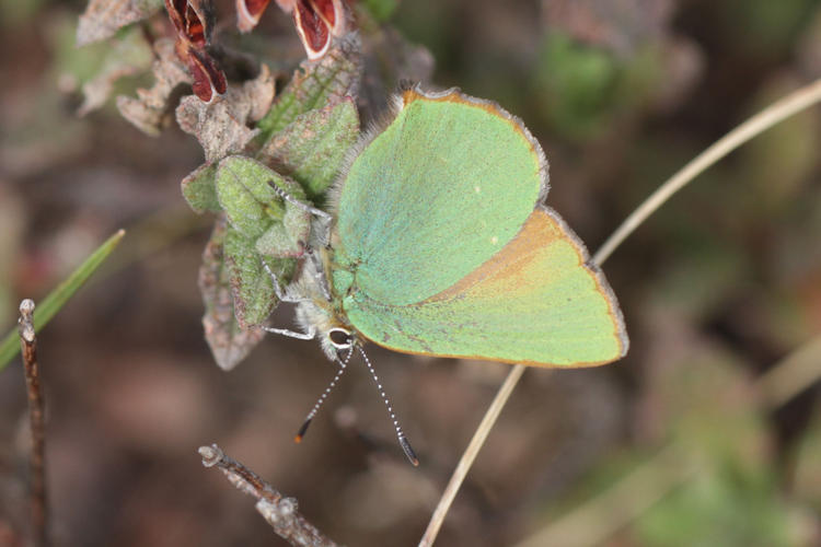 Callophrys rubi: Bild 7