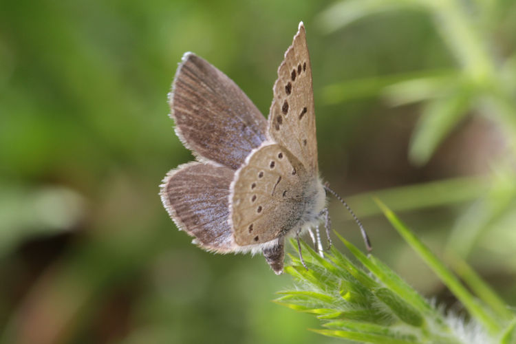 Glaucopsyche melanops: Bild 26