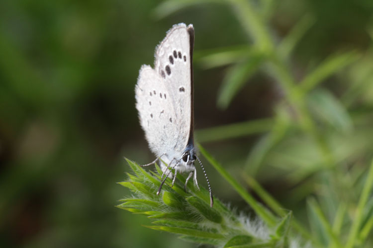 Glaucopsyche melanops: Bild 27