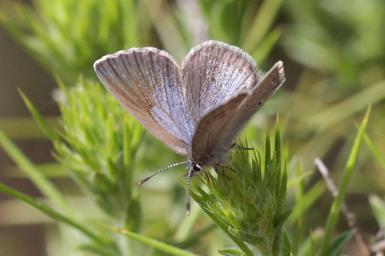 Glaucopsyche melanops: Bild 10
