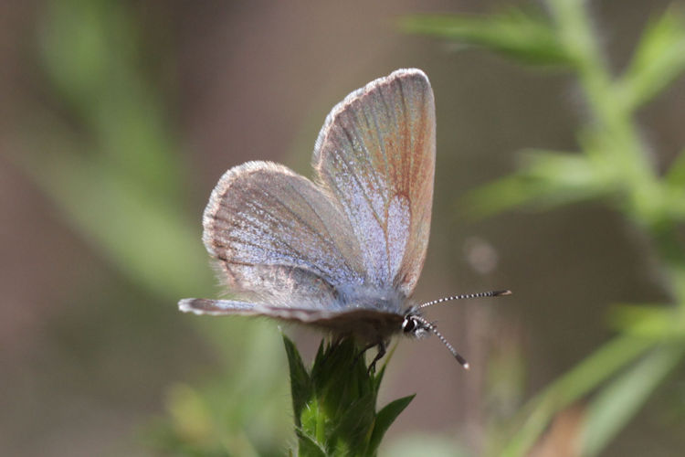 Glaucopsyche melanops: Bild 11