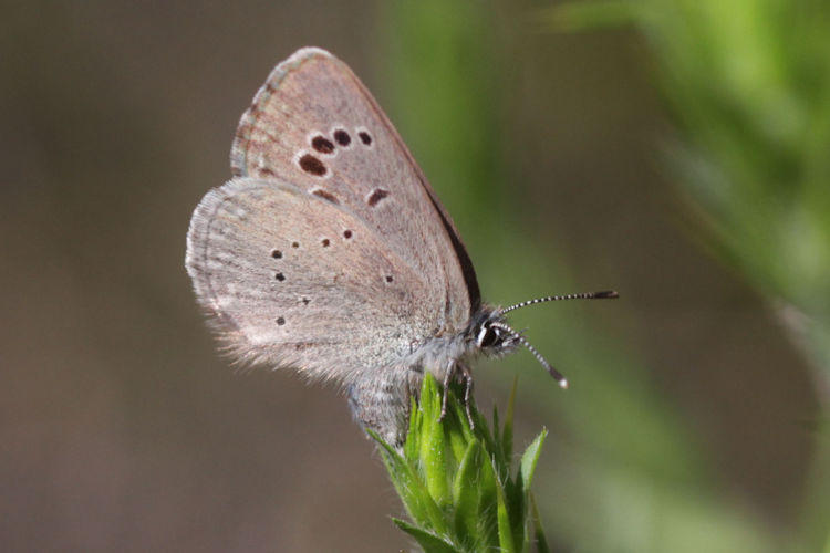 Glaucopsyche melanops: Bild 28