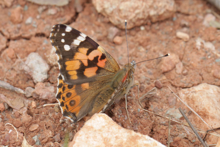 Vanessa cardui: Bild 19