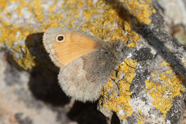 Coenonympha pamphilus: Bild 22