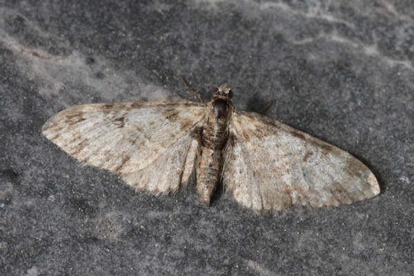 Eupithecia irriguata: Bild 5