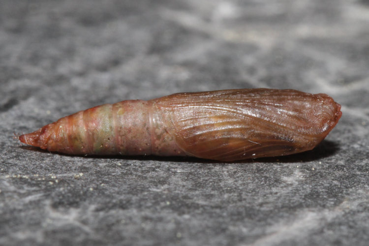 Hemithea aestivaria: Bild 24