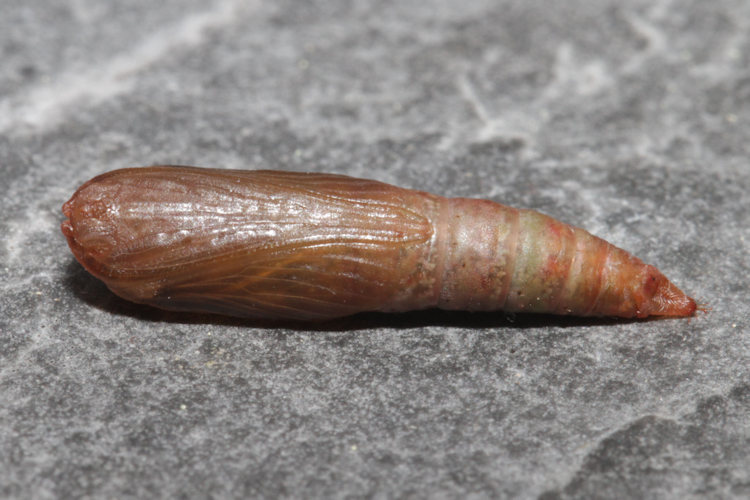 Hemithea aestivaria: Bild 25