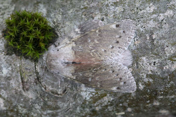 Stauropus fagi: Bild 6