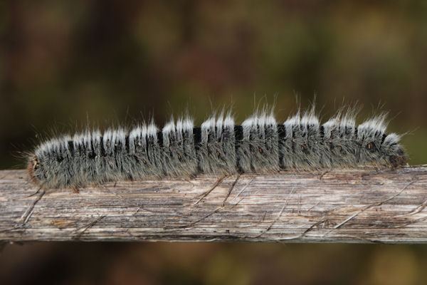 Lasiocampa trifolii: Bild 3