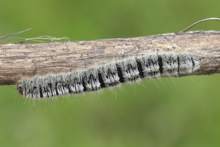 Lasiocampa trifolii: Bild 4