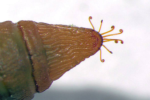 Hemithea aestivaria: Bild 50