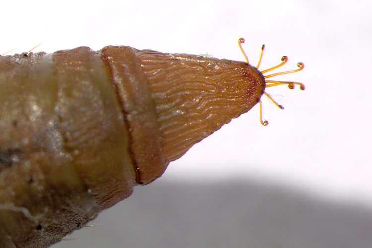 Hemithea aestivaria: Bild 26