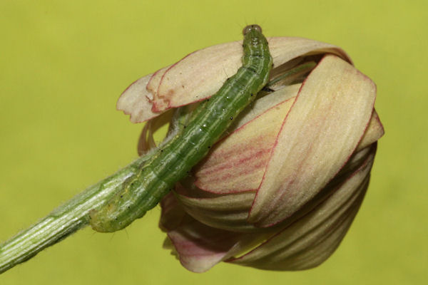 Thysanoplusia orichalcea: Bild 18