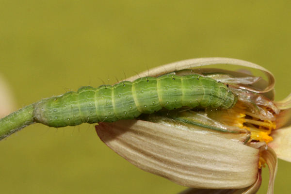 Thysanoplusia orichalcea: Bild 24