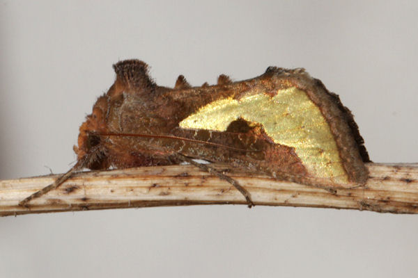 Thysanoplusia orichalcea: Bild 8
