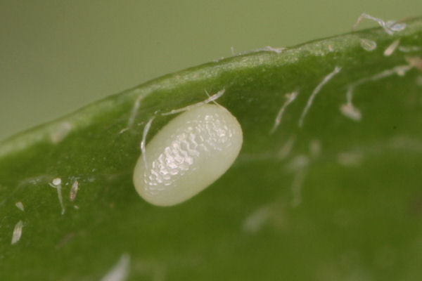 Hydria cervinalis simplonica: Bild 1