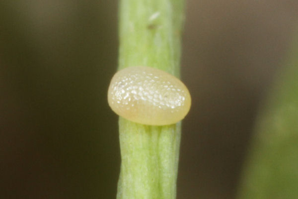 Hydria cervinalis simplonica: Bild 2