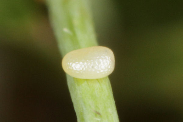 Hydria cervinalis simplonica: Bild 3
