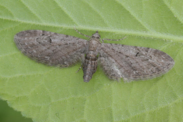 Eupithecia innotata: Bild 9