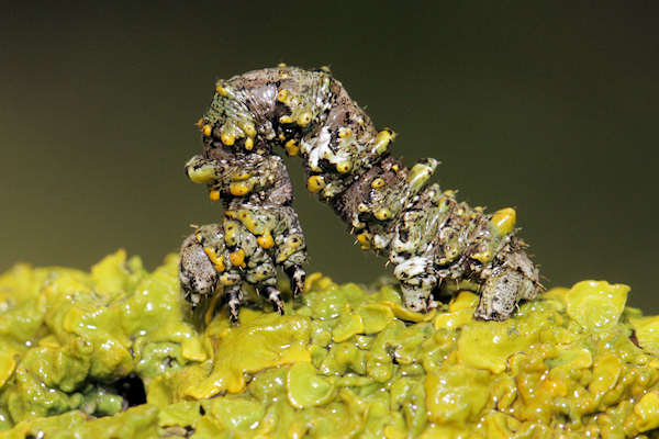 Cleorodes lichenaria: Bild 3