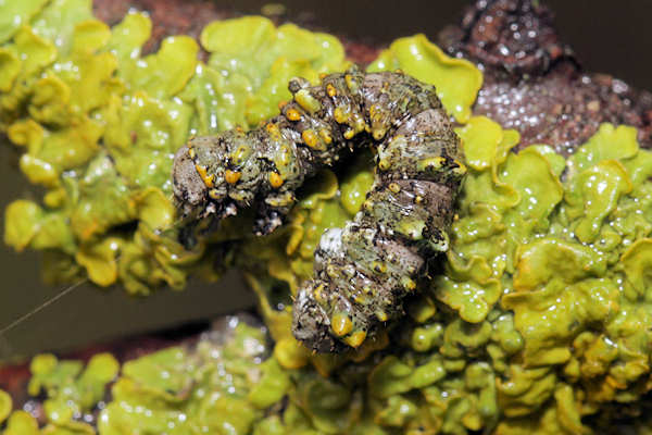 Cleorodes lichenaria: Bild 5