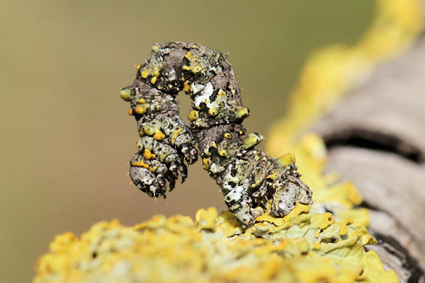 Cleorodes lichenaria: Bild 7