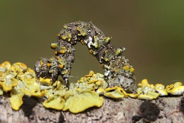 Cleorodes lichenaria: Bild 9