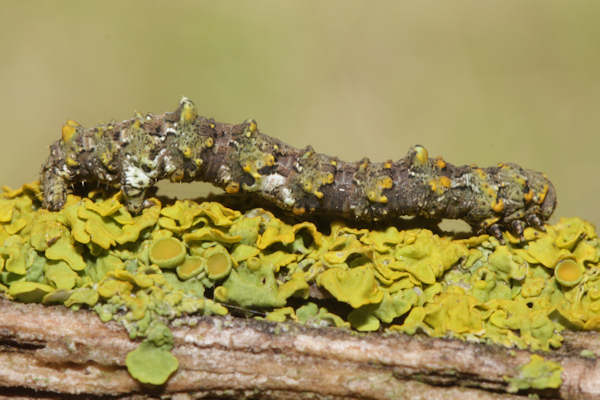 Cleorodes lichenaria: Bild 10