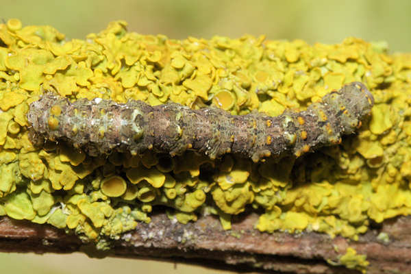 Cleorodes lichenaria: Bild 11