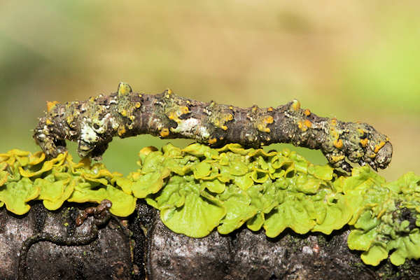 Cleorodes lichenaria: Bild 12
