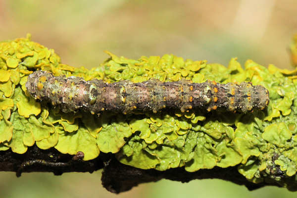 Cleorodes lichenaria: Bild 13