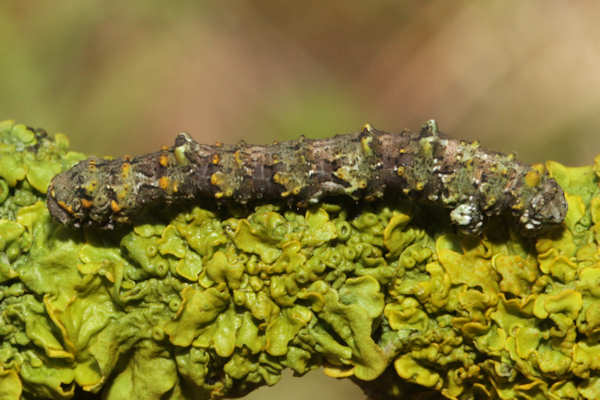 Cleorodes lichenaria: Bild 14