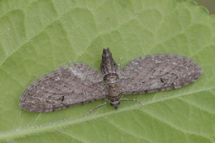 Eupithecia innotata: Bild 10