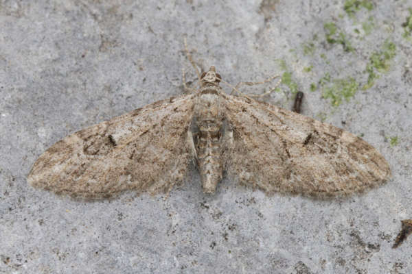 Eupithecia innotata: Bild 11