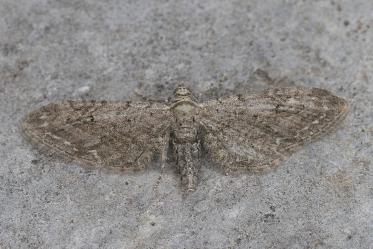 Eupithecia innotata: Bild 13