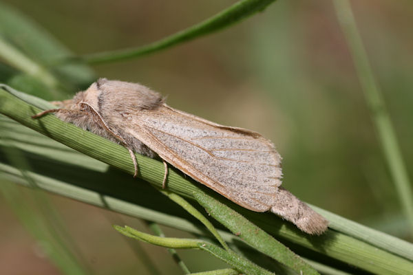 Phragmataecia castaneae: Bild 2