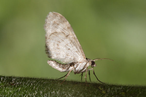 Eupithecia ochridata: Bild 6