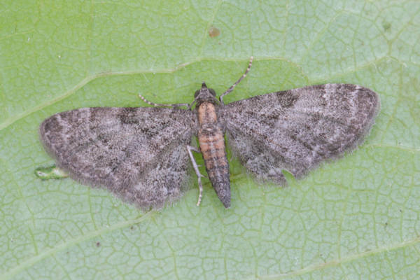 Eupithecia haworthiata: Bild 2