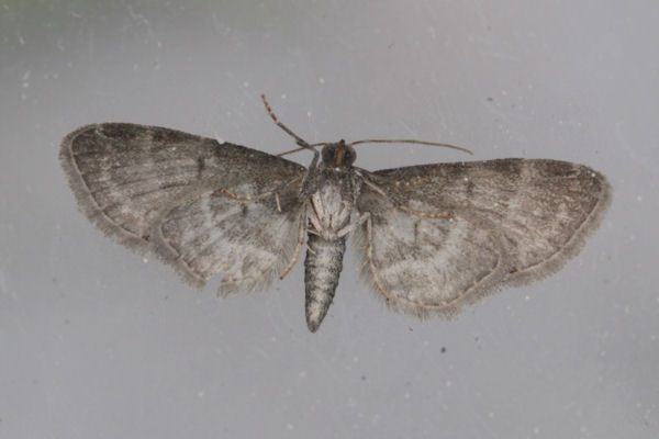 Eupithecia haworthiata: Bild 22