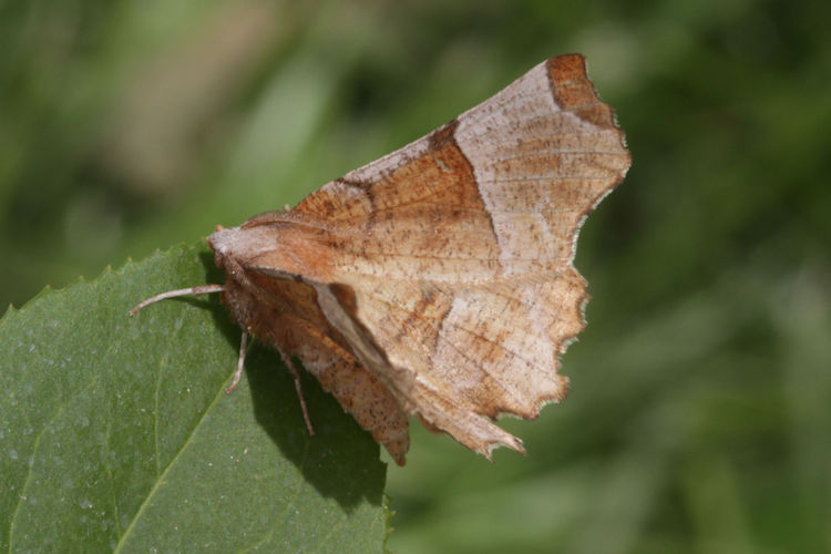 Selenia lunularia: Bild 11