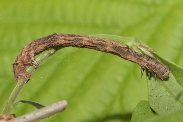 Menophra japygiaria: Bild 46