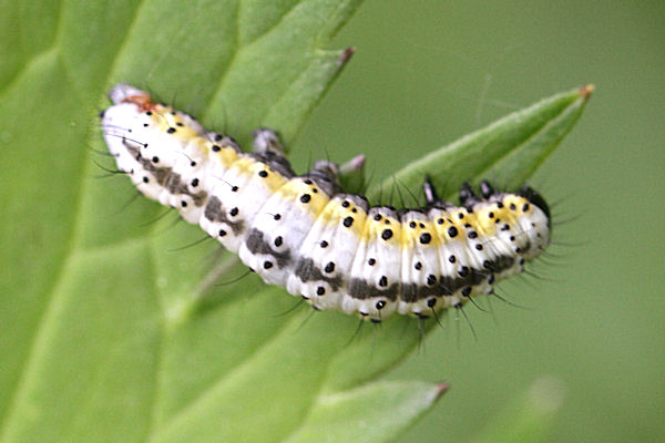 Euchalcia variabilis: Bild 2