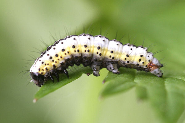 Euchalcia variabilis: Bild 3